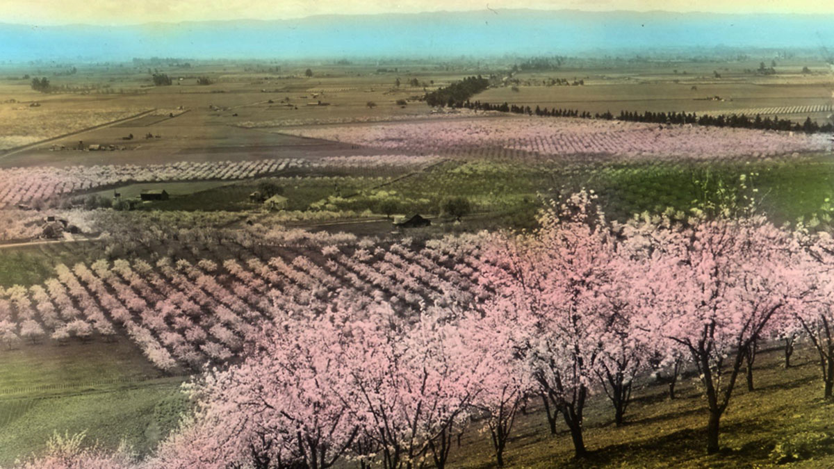 Inspiration Heights Silicon Valley's Last Untouched Hillside